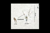 Segestria sp